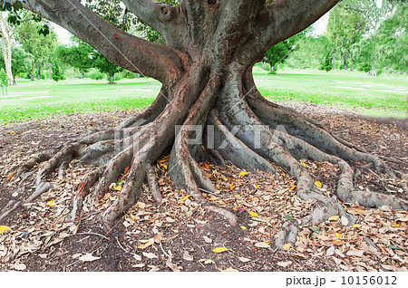 big tree roots big tree roots 10156012
