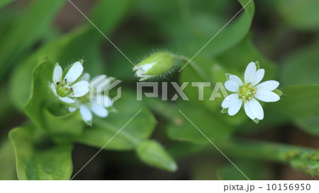 自然　植物　ミドリハコベ、雄しべの数が9本なのでミドリハコベでしょうか 10156950