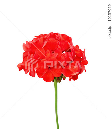 Geranium red Geranium red 10157069