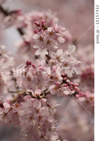 しだれ桜 しだれ桜 10157432