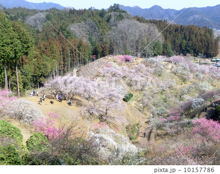 東京都青梅市の梅の公園（全伐採直前） 10157786