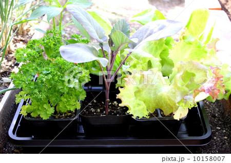 トレーに入れた家庭菜園用のポット苗色々 10158007