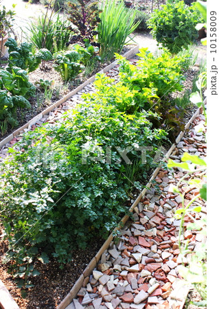 通路に鉢のかけらを敷いた小さな家庭菜園 10158009