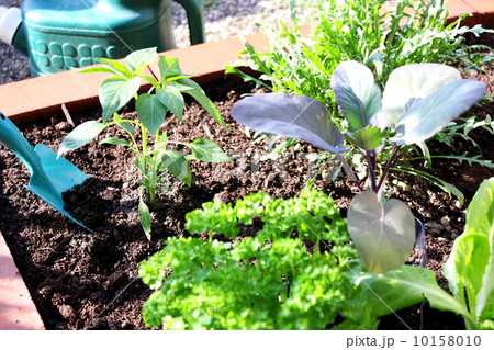 家庭菜園に野菜苗を植え付け 10158010