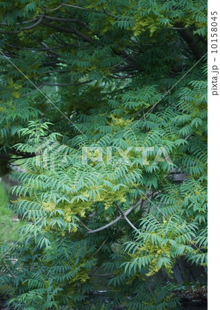 山黄櫨　ヤマハゼの花 10158045