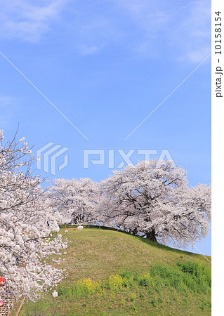 桜咲くさきたま古墳 丸墓山 桜咲くさきたま古墳 丸墓山 10158154