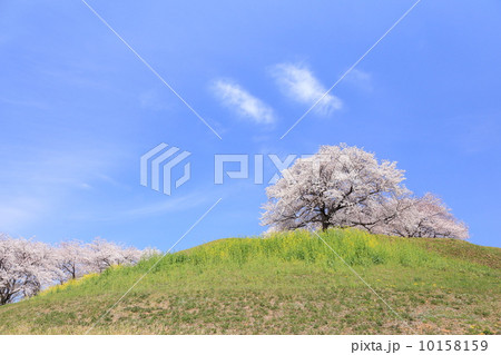 桜咲くさきたま古墳 丸墓山 桜咲くさきたま古墳 丸墓山 10158159