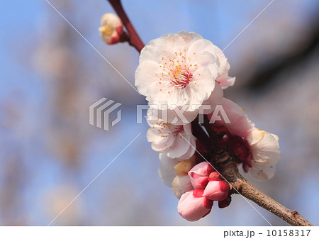 梅花 梅花 10158317