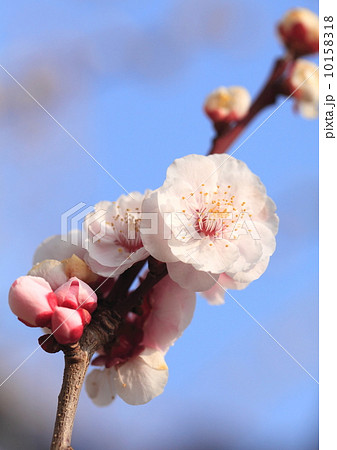 梅の花 10158318