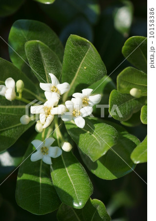 扉　トビラではなくトベラです。 10158386