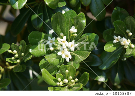 扉　トビラではなくトベラです。 10158387