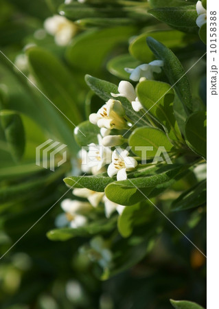 扉　トビラではなくトベラです。 10158388