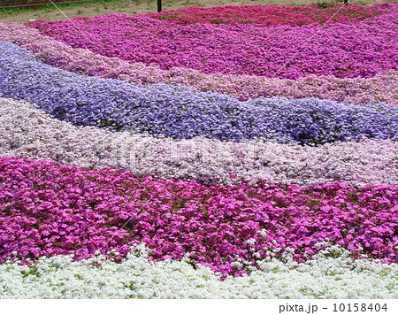 芝桜 10158404