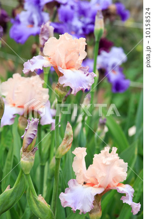 iris flower iris flower 10158524