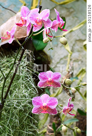 orchid flower 10158526