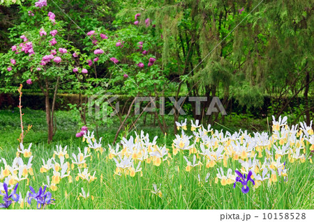 iris flower iris flower 10158528