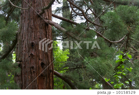 sequoia tree sequoia tree 10158529