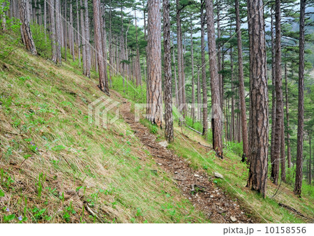 wood trail in summer pine forest on hill wood trail in summer pine forest on hill 10158556