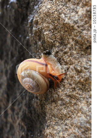 四国のカタツムリ 四国のカタツムリ 10158785