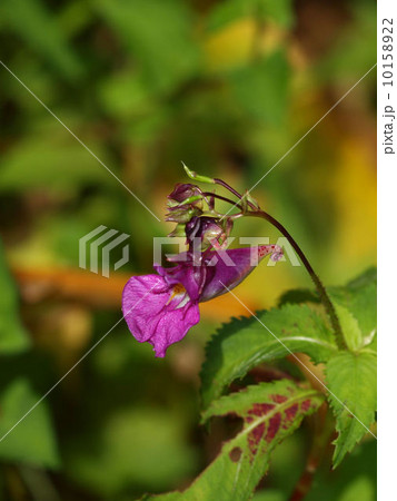 ツリフネソウ ツリフネソウ 10158922