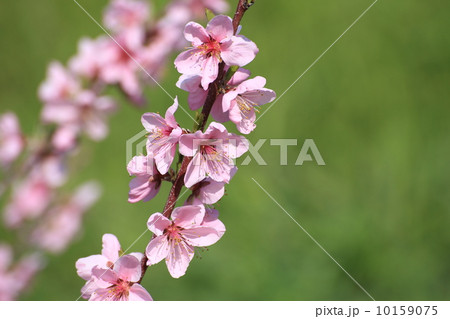 桃の花 桃の花 10159075