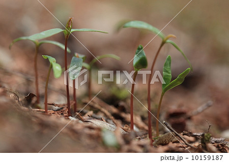 自然 植物 イロハモミジの実生 自然 植物 イロハモミジの実生 10159187