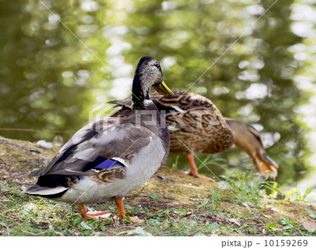 Pair of mallard ducks by the pond Pair of mallard ducks by the pond 10159269