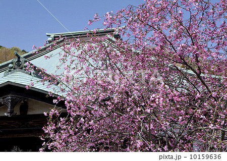 海蔵寺のカイドウ 海蔵寺のカイドウ 10159636