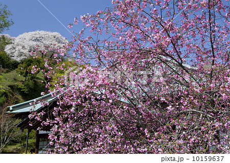 海蔵寺のカイドウと桜 10159637