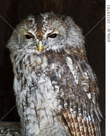 The Tawny owl (Strix aluco) 10159781