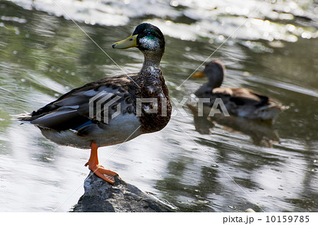 Mallard duck stands on stone Mallard duck stands on stone 10159785