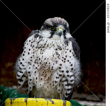 Lanner falcon (Falco biarmicus) 10159828