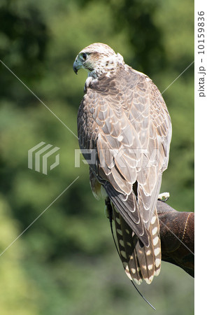 Watchful Saker falcon (Falco cherrug) Watchful Saker falcon (Falco cherrug) 10159836