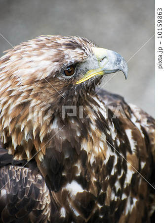 Golden eagle (Aquila chrysaetos) Golden eagle (Aquila chrysaetos) 10159863