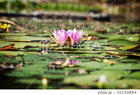Pink water lily in the garden pond. 10159864