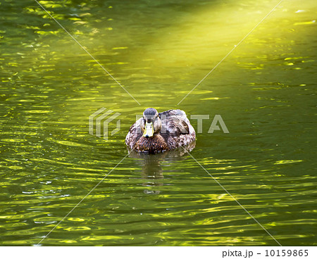 One mallard duck in a pond One mallard duck in a pond 10159865