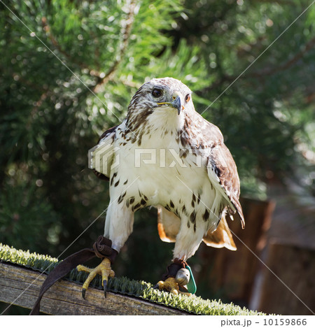 Saker falcon (Falco cherrug) Saker falcon (Falco cherrug) 10159866