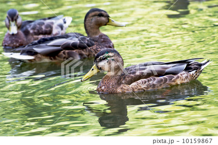 Group of mallard ducks in the pond 10159867