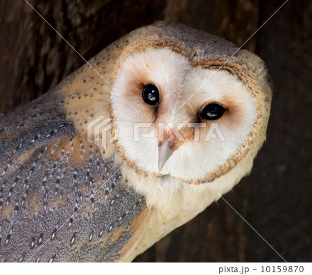 Barn owl (Tyto alba) Barn owl (Tyto alba) 10159870