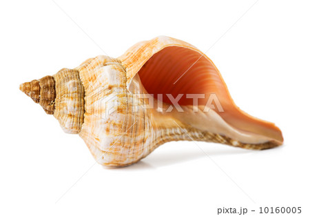 seashell on a white background 10160005