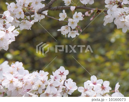 桜（染井吉野） 10160073
