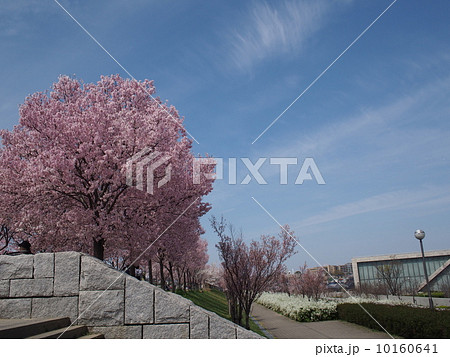 満開の桜並木と博物館 10160641