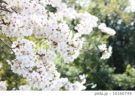 桜(染井吉野) 桜(染井吉野) 10160749
