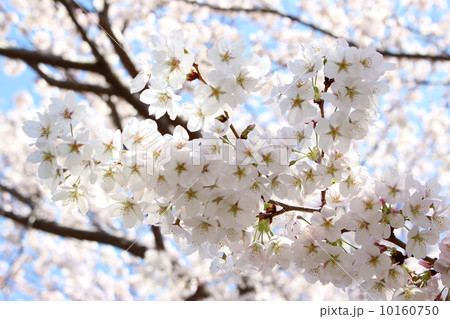 桜(染井吉野) 桜(染井吉野) 10160750