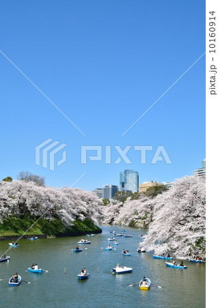千鳥ケ淵の桜 10160914