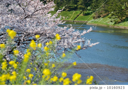 千鳥ケ淵の桜 10160923