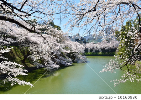 千鳥ケ淵の桜 10160930