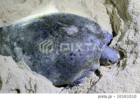 ウミガメの産卵 ウミガメの産卵 10161010