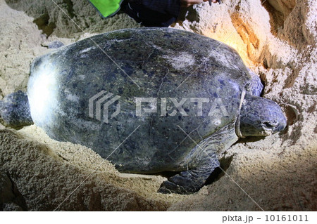 ウミガメの産卵 10161011