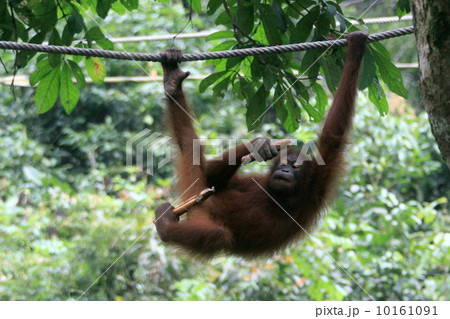 オランウータン 10161091